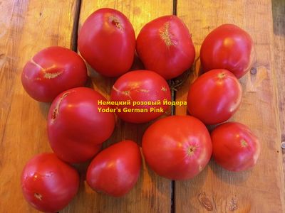 Томат немецкий розовый Йодера (Yoder's German Pink)