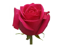 Розы Пинк Флойд Розовые (до 80 см) Эквадор
