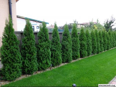 Живая изгородь из туи западной Смарагд - Smaragd
