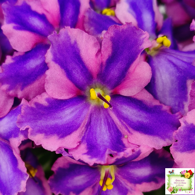 СГ-Каспер (И.Киселёва/С.Голубцова) химера