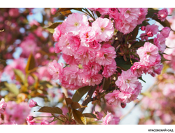 Вишня Канзан - Kanzan