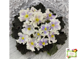 РМ-Золотой Берилл (Н.Скорнякова)