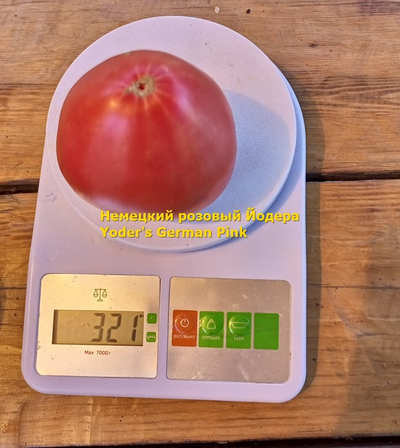 Томат немецкий розовый Йодера (Yoder's German Pink)