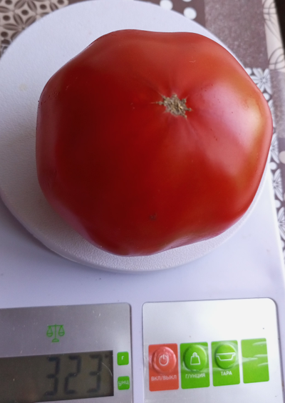 Томат Ти Мо Ор (Tee Mo Or)