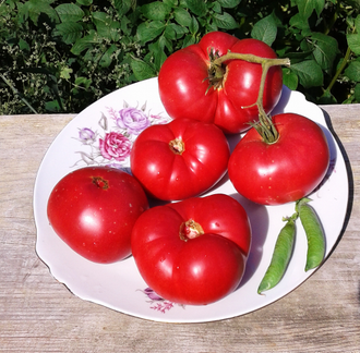 Семена томата Тетушка Лу подземная железная дорога