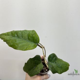 25/07/2025 Vitellinoides curve leaf