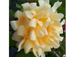 Раффлз Квин