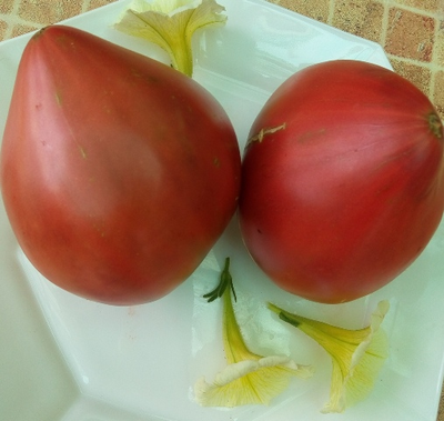 Томат Черное сердце с носиком от Борисовны (усл)