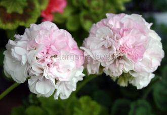 Brookside Betty - пеларгония карликовая  - описание сорта, фото - купить черенок в Перми и почтой