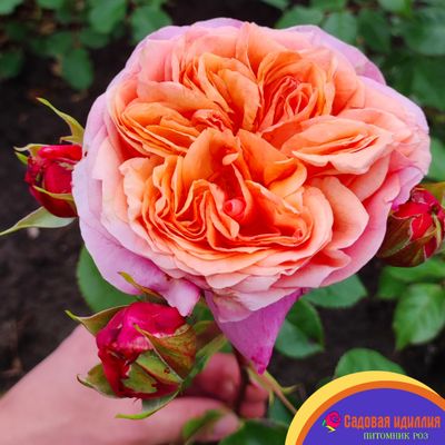 Викторианский Секрет (Victorian Secret)