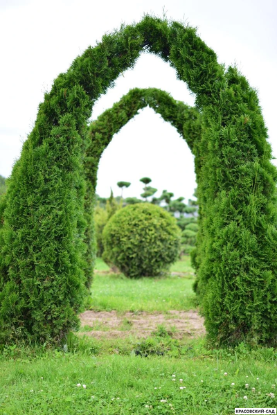 Арка из Туи Смаргад - Thuja Smaragd
