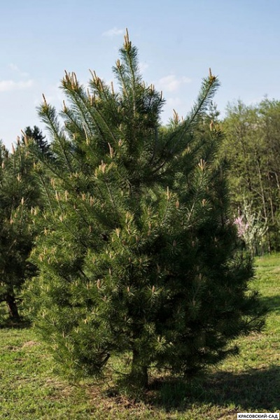 Сосна Якутск - Jakutsk