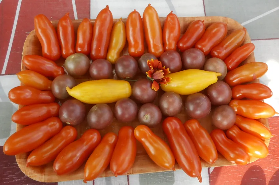 Фляшентоматен, Блек черри, банановые ноги