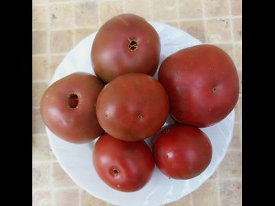 Томат Занавес Маргарет (Margaret Curtain, США)