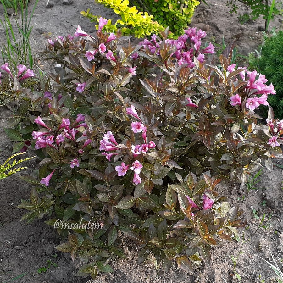 Weigela florida Nana Purpurea  Вейгела Нана Пурпуреа