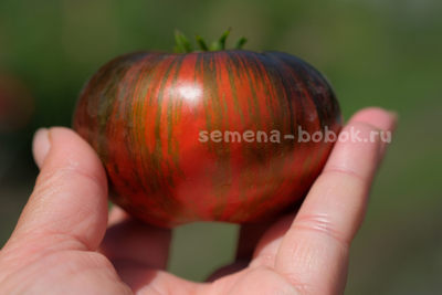 Томат Dwarf Rebel Starfighter Dipper's Delight (Гном Восставший Звездный Истребитель Восторг Диппера), 10 шт