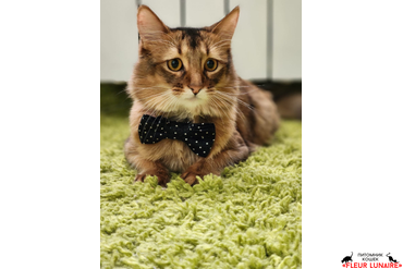 Сомалийский кот Эдвард, выпускник