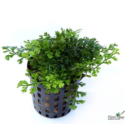 Папоротник Болбитис "baby leaf" (пластиковый горшок)