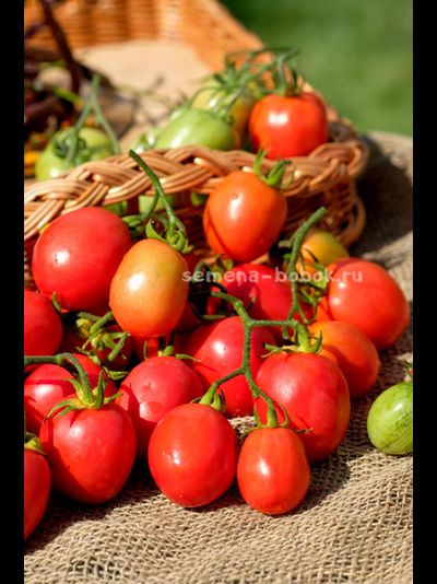 Томат Kecskemét 549 (Кечкемети-549), 10 шт
