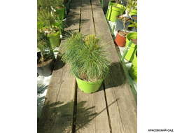 Сосна Шверина Витхорст - Pinus schwerinii Wiethorst