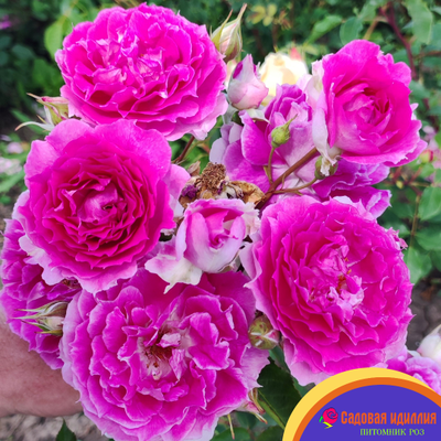 Шахерезада (Sheherazade)