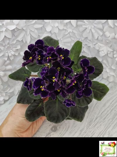 Mac&#039;s Black Pearl (G.McDonald) (лист посажен 01.11.25)