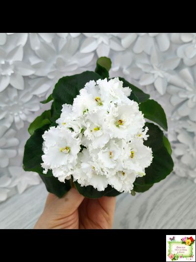 ML-Облако в Горах (Miniviolets Lux) 2022 г. (лист посажен 25.01.26)