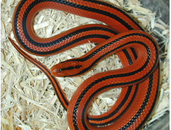 Тайландский красный полоз (Elaphe porphyracea coxi)