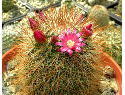 Mammillaria spinosissima `Super Red` - 5 семян