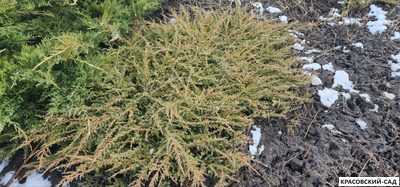 Можжевельник обыкновенный Green Carpet - фото зимой - красовский-сад.рф