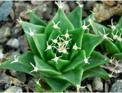 Obregonia denegrii (D=20мм)