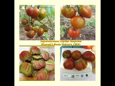 Томат Заржавевшее сердце Эверета (Everett's Rusty Oxheart)