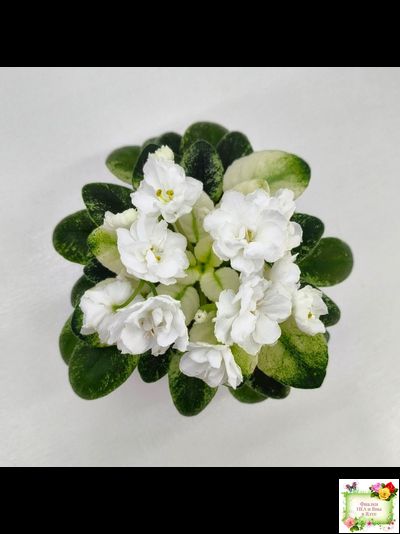 Scales White (Е. и Я. Немчиновы) 2025 г. (детка)