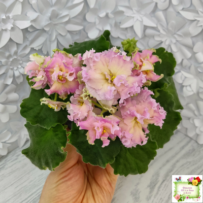 АВ-Златые Горы (Фиалковод) 2021 г. (сортовой стартер)