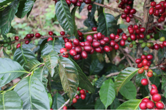 Кофе (Coffea arabica) 1 г - СО2 экстракт