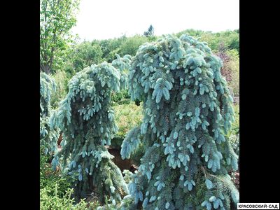 Ель Глаука Пендула - Glauca Pendula