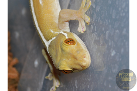 Полосатый геккон, Gekko vittatus