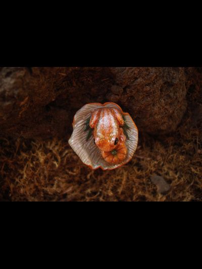 Кольцо с лягушкой "Принцесса Тыковка, наследница Урожайных Полей"