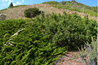 Можжевельник ложноказацкий, Артыш (Juniperus pseudosabina) Россия, хвоя и ягоды (5 мл) - 100% натуральное эфирное масло