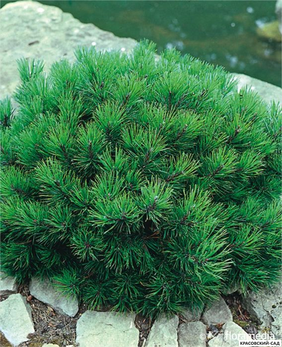 Сосна горная Гном Финдлинг - Gnom Findling