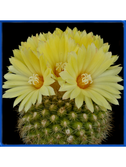Parodia