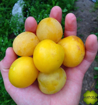Алыча. СЛИВА РУССКАЯ "Злато Скифов" (божественный вкус и крупные плоды, редкий сорт)