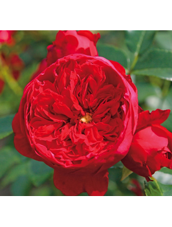 Флорентина (Florentina)