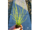 Drosera Filiformis