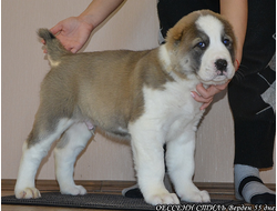 Кобель №3. ВЕРДЕН. Продан.