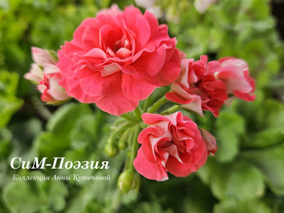 Пеларгония СиМ-Поэзия
