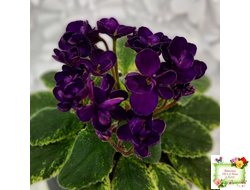 ЛЕ-Мия (Е.Лебецкая) 2018 г. (стартер)