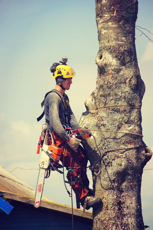 Удаление (вырубка) деревьев