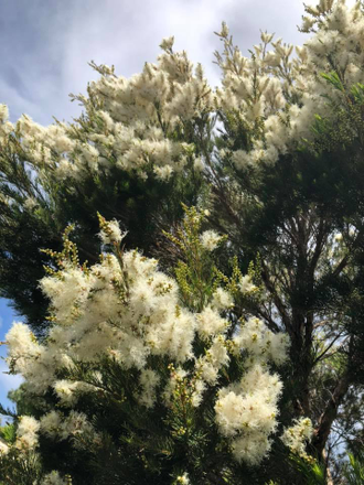 Чайное дерево (Melaleuca alternifolia) Египет, 5 мл - 100% натуральное эфирное масло