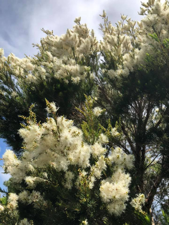 Чайное дерево (Melaleuca alternifolia), листья (30 мл) - 100% натуральное эфирное масло